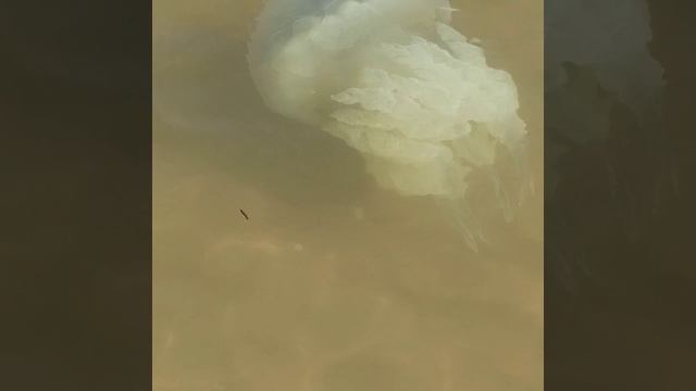 Кучугуры,Азовское море смотреть онлайн