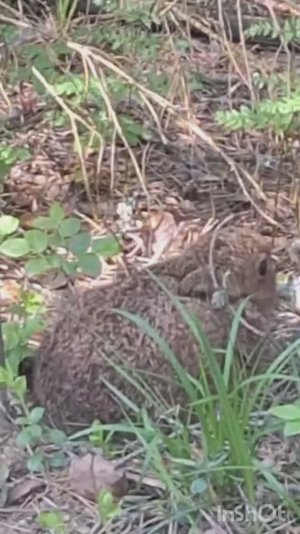 Маленький заяц.#охотасгончей#собака #животные #топ #hunting