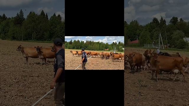 Путь к новой ферме. смотреть онлайн