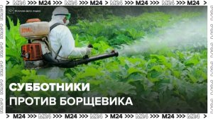 В Подмосковье проходят субботники против борщевика - Москва 24
