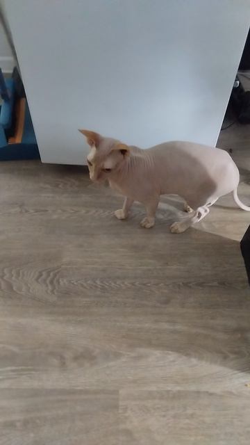 котик!? смотреть онлайн