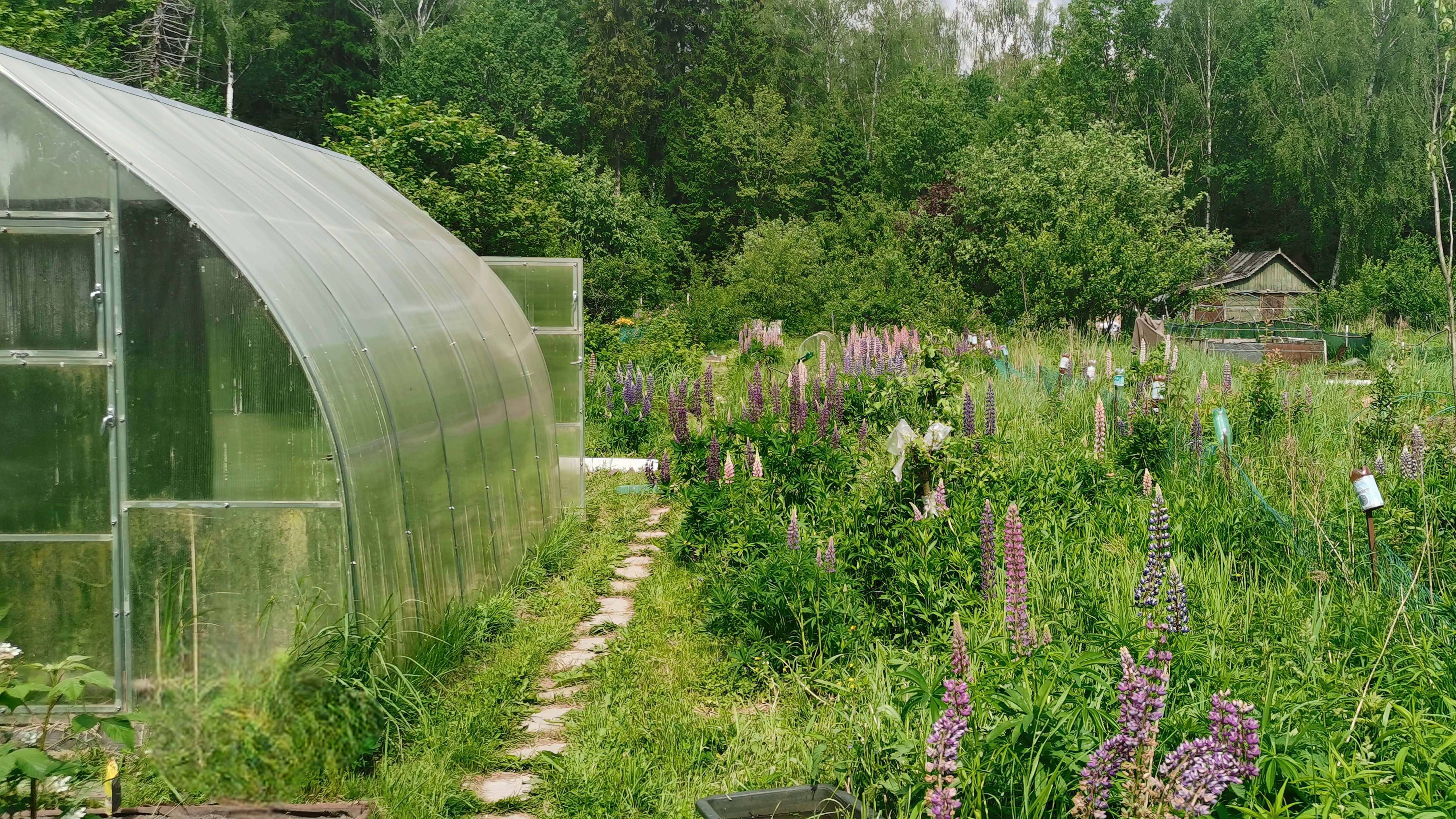 «Пришествие Люпина» Летнее утро в огороде под ЛЭП