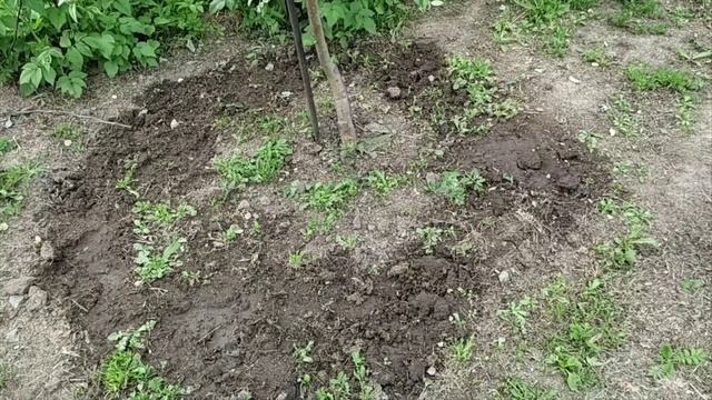 Июньская подкормка плодовых деревьев для укрупнения плодов и получения хорошего урожая. смотреть онлайн