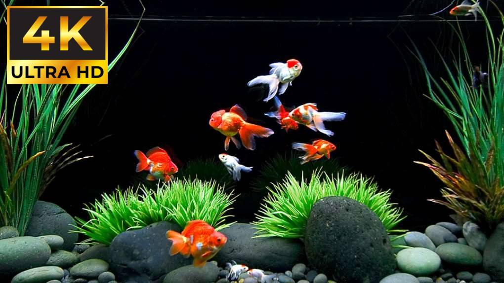 Аквариум в 4К КАЧЕСТВЕ смотреть онлайн