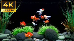 Аквариум в 4К КАЧЕСТВЕ