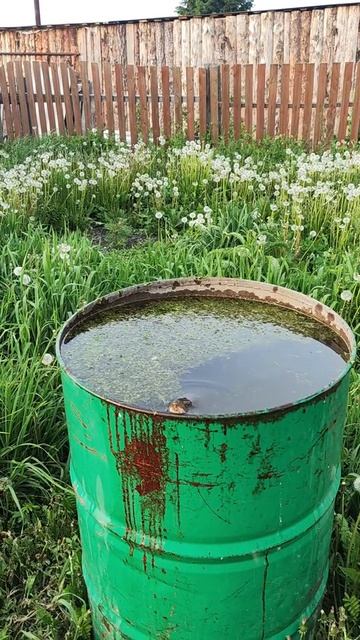 🐟Грубиян🐟