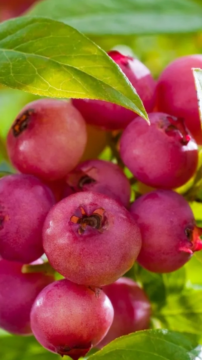 Розовая голубика в Рязанской области