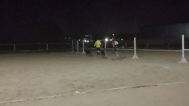 РАБОЧИЙ СУКИ / КЧК НОВОРОССИЙСК 13 июня`25 Ю.Овсянникова Моно немецких овчарок