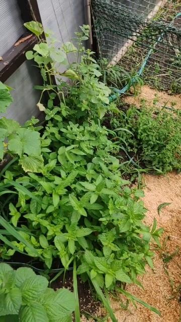 #хвасталка #сад #огород #мята #мелисса #пряныетравы смотреть онлайн