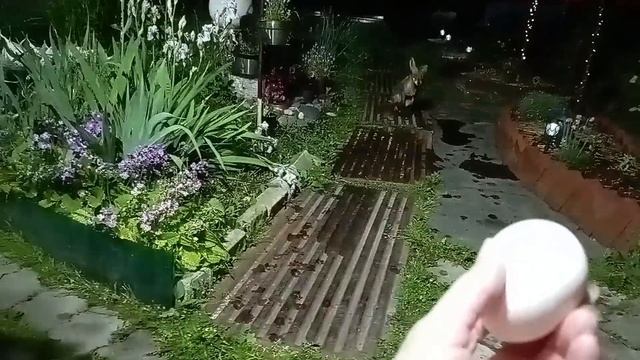 (1041) Лиса приходит в гости. Июнь 2025 смотреть онлайн