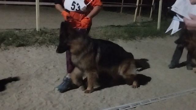 РАБОЧИЙ КОБЕЛИ ДШ / КЧК НОВОРОССИЙСК 13 июня`25 Ю.Овсянникова Моно немецких овчарок