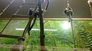 🐒Самая маленькая обезьянка🐒Игрунка обыкновенная 🐒Милейшая обезьяна🐒