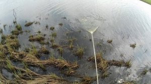 Кастинговая сеть амер ф5,15м ячейка 25мм, тестируем на воде!