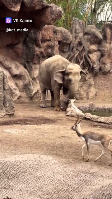 В Гватемале слон пришёл газели на выручку