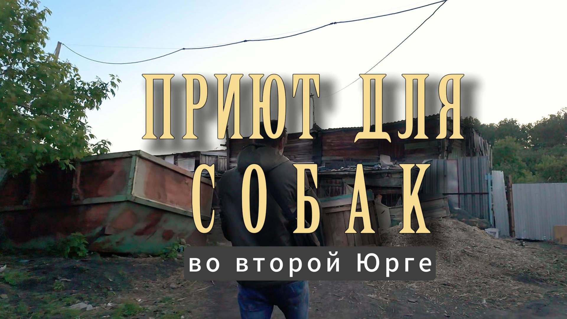 Приют для бездомных собак в Юрге. Требуется помощь волонтеров.