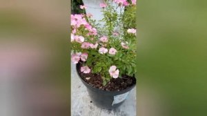 Цветет роза Cutie Pie (Кьюти Пай)