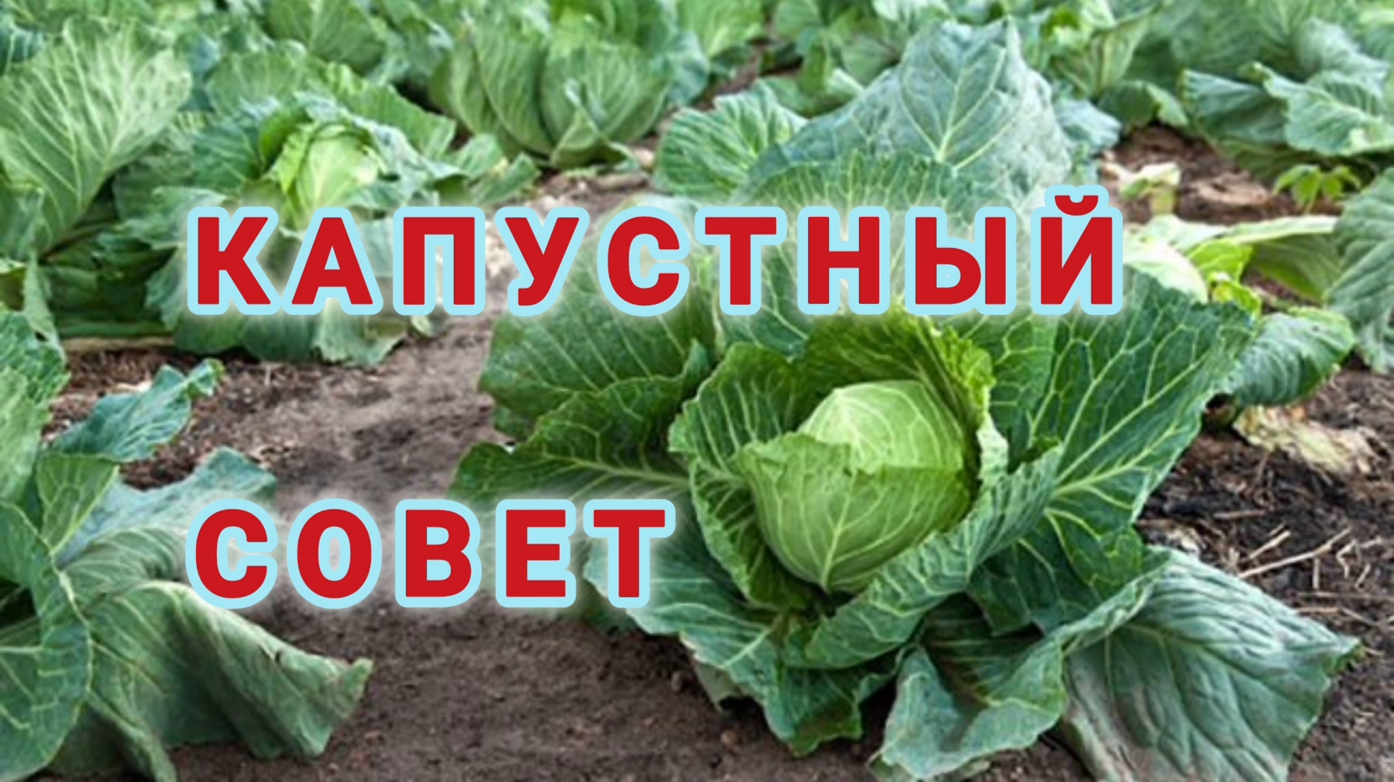 КАПУСТНЫЙ СОВЕТ