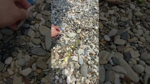 Мазут Чёрное море Новомихайловский 12.06.25