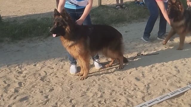 ПОДРОСТКИ СУКИ ДШ / КЧК НОВОРОССИЙСК 13 июня`25 Ю.Овсянникова Моно немецких овчарок