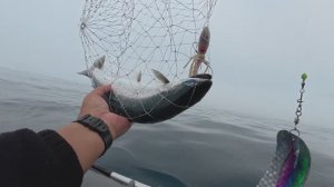 Морская рыбалка в японском море, троллинг симы на маленькой лодочке п. Рудная Пристань