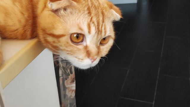 Завтрак с пушистиками смотреть онлайн