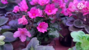 Обзор полочек с цветущими мини-фиалками.