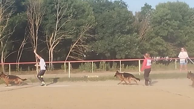 ЮНИОРЫ КОБЕЛИ / КЧК НОВОРОССИЙСК 13 июня`25 Ю.Овсянникова Моно немецких овчарок
