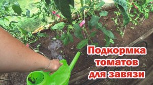 Всего одна подкормка, и томаты завалят урожаем