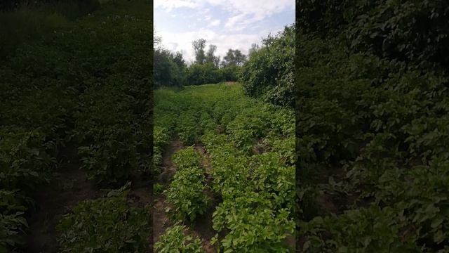 Скучно ничего не делать