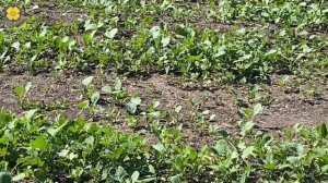 Выращиваем яровой рапс. Третья обработка