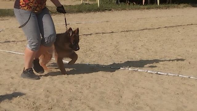 БЕБИ СУКИ ДШ / КЧК НОВОРОССИЙСК 13 июня`25 Ю.Овсянникова Моно немецких овчарок