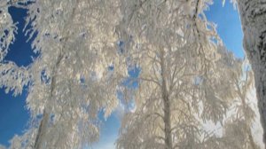 Прекрасная нежная песня 70-х. БЕЛАЯ ЛЕБЕДЬ, ПОДРУГА ВЕСНЫ. Г.Ненашева. Поющий доцент Св. Фролова