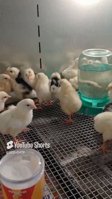 СРОЧНО! В ПИТЬЁ ЦЫПЛЯТАМ!!! 14.06.2025 год. смотреть онлайн