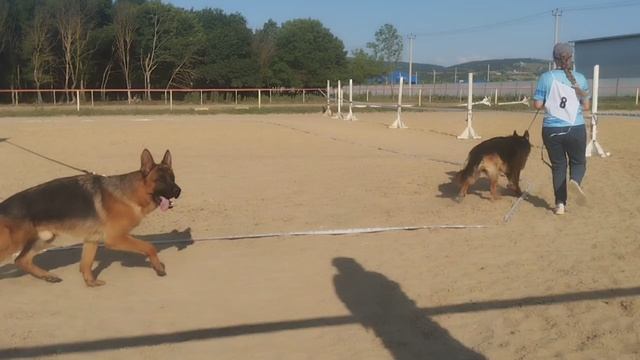 ПОДРОСТКИ КОБЕЛИ / КЧК НОВОРОССИЙСК 13 июня`25 Ю.Овсянникова Моно немецких овчарок