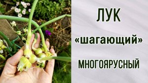 Шагающий или многоярусный лук.