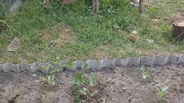 Штукатурим стены. Собираем урожай. Строим сушилку для фруктов и овощей. Видео от родителей. смотреть онлайн