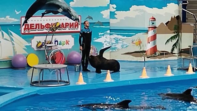Дельфинарий смотреть онлайн