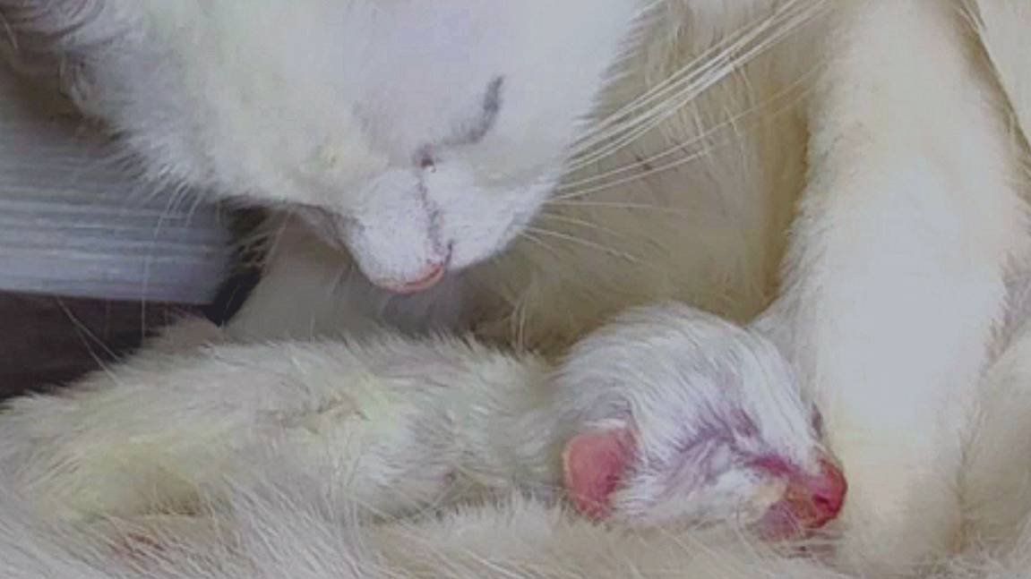 Мама-кошка и ее маленький котенок. Новорожденный котенок мяукает. смотреть онлайн