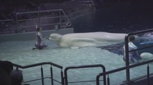 Москвариум на ВДНХ. Водное шоу "Сон в летнюю ночь" (эпизоды)