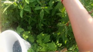 Собираем первую ягоду лета.Жимолость.