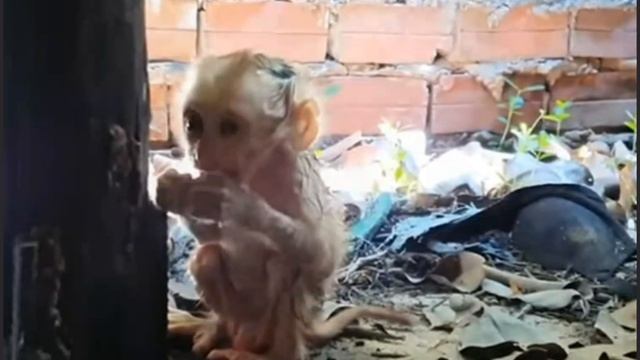 Эта маленькая обезьянка обитает на каком-то заброшенном объекте ... 000013062.mp4 смотреть онлайн