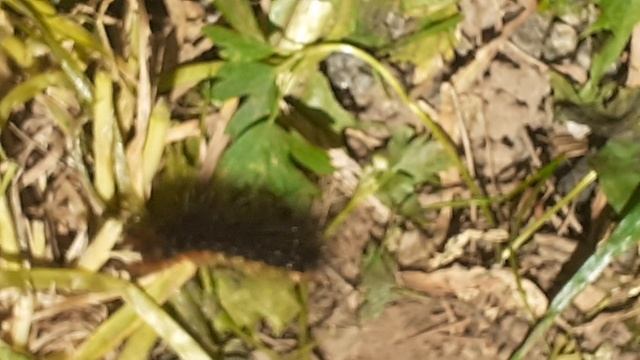 шустрая гусеница медведицы-кайя (Arctia caja) смотреть онлайн