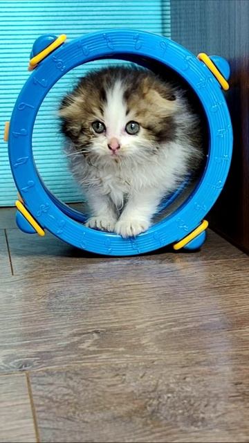 Котенок на ринге. #шорты 4k смотреть онлайн