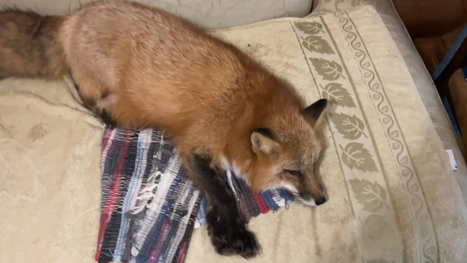 Лиса-Алиса. Пришла поваляться на диване смотреть онлайн