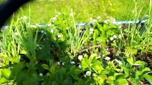 Красоты дачи🌺