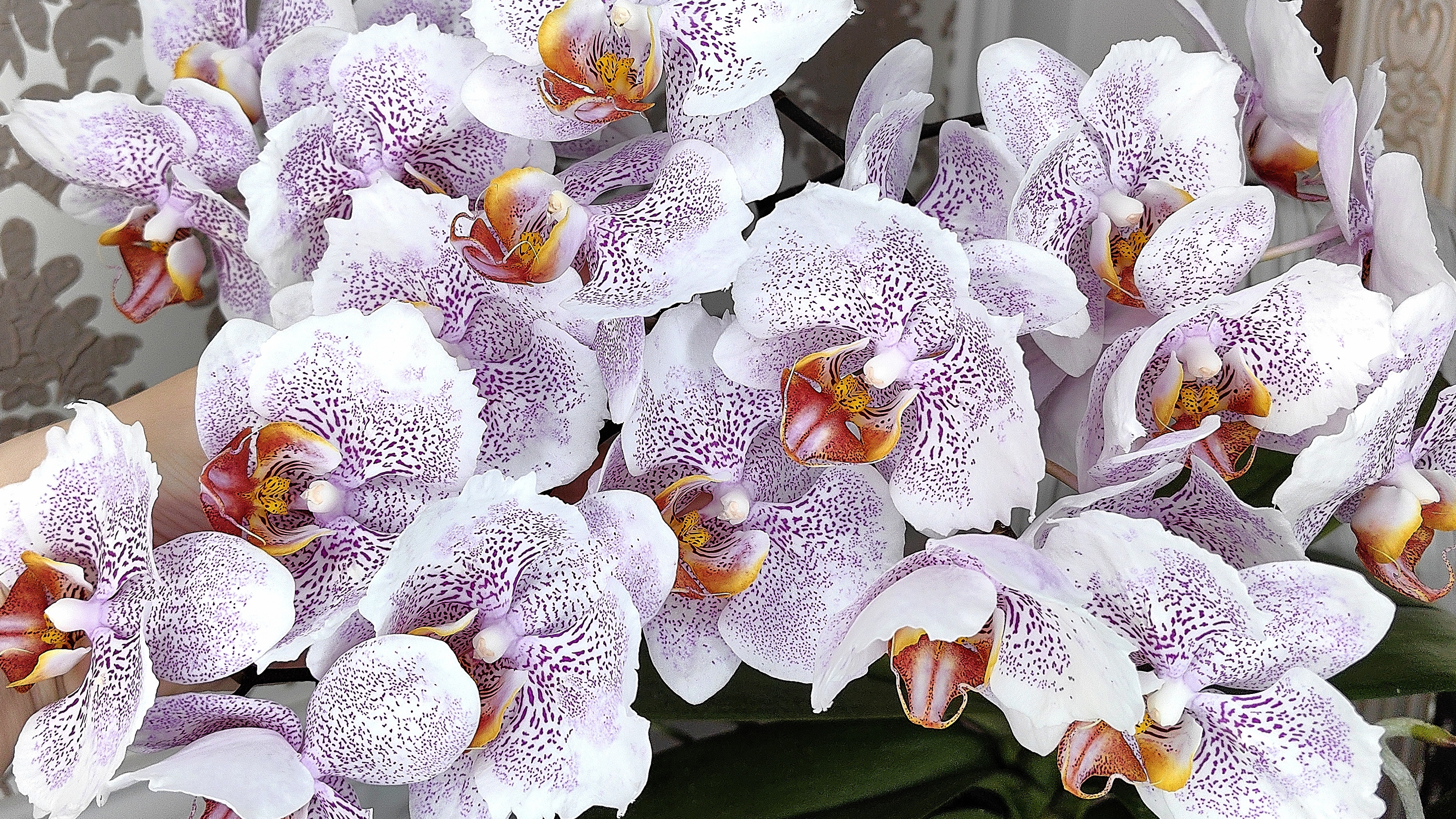 Нещадно кромсаю орхидею! смотреть онлайн