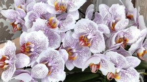 Нещадно кромсаю орхидею!