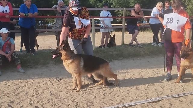 ПОДРОСТКИ СУКИ / КЧК НОВОРОССИЙСК 13 июня`25 Ю.Овсянникова Моно немецких овчарок