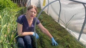 Мульчируем огурцы в открытом грунте для будущего урожая.