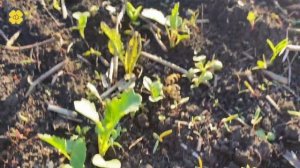 Имазамокс на яровом рапсе. Опыт.